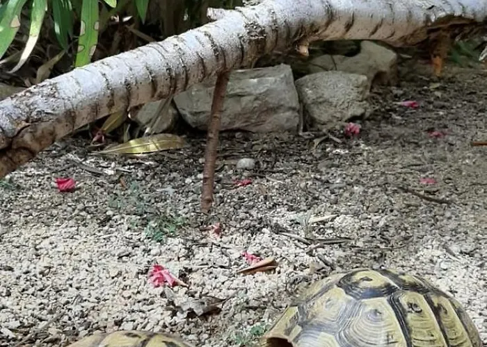 Presecki Apartmán *